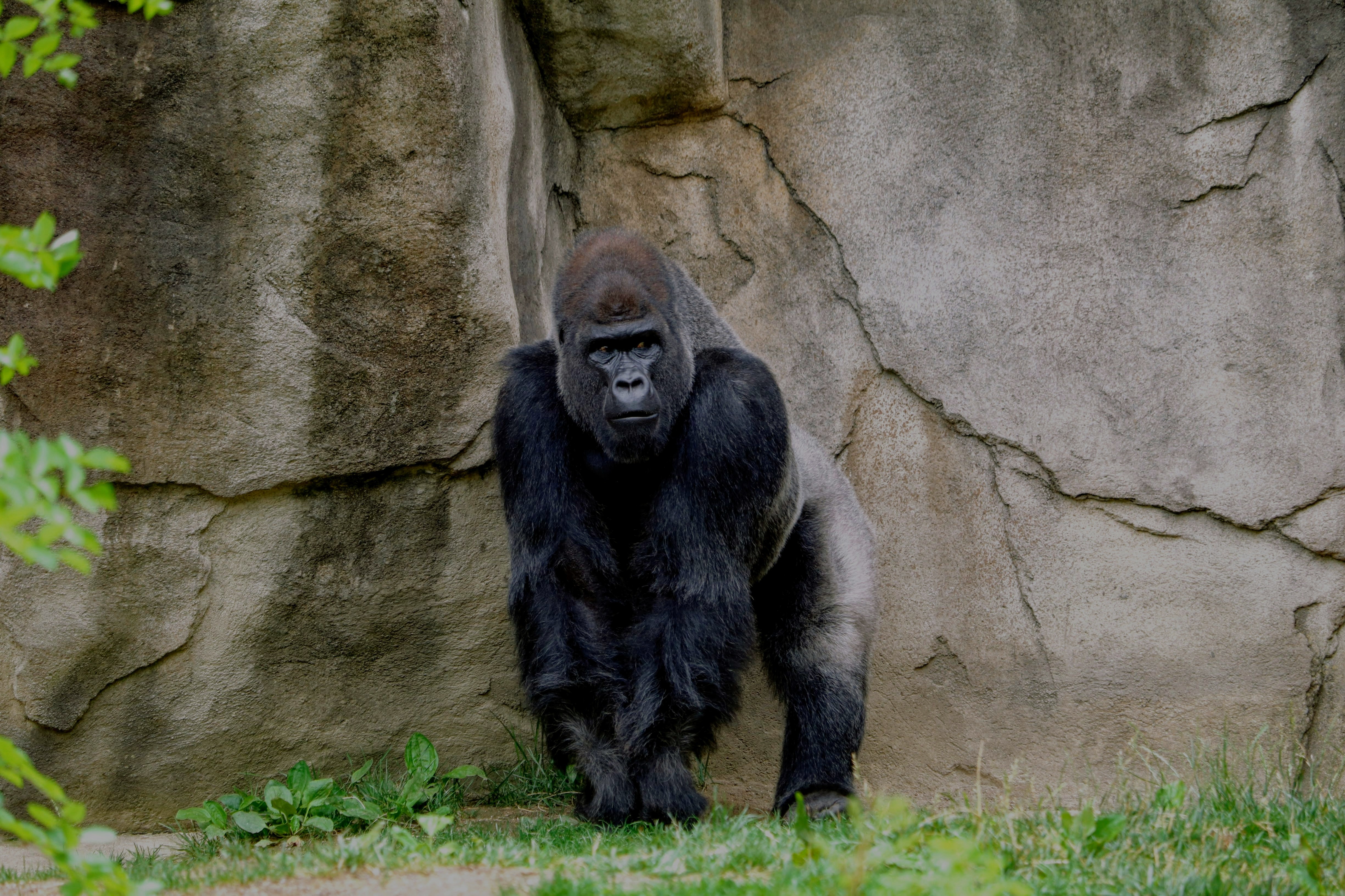 Bwindi Gorilla Tracking