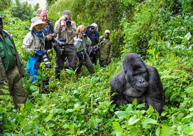 Bwindi Scene 1