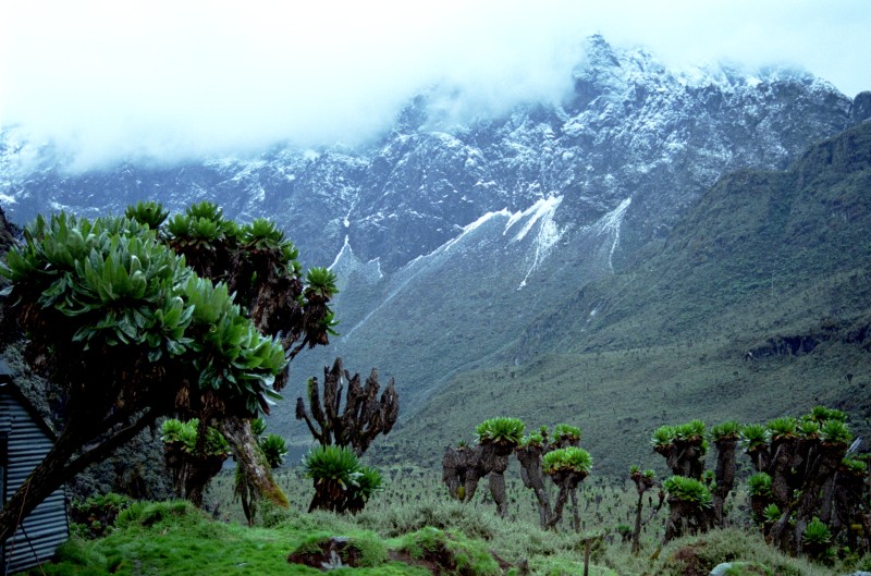 Rwenzori Scene 4